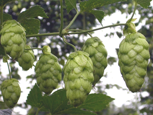 Hopbellen voor de bitterheid in je glas | foto © Archief Brabantsbier.eu